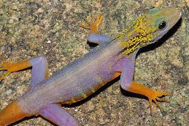 Lee grismer.) the greater mekong region, which sprawls across the countries of cambodia, laos, myanmar, thailand. Handel Gefahrdet Uberleben Seltener Reptilien Nabu