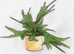 Image result for parožnatka Platycerium