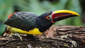 Check spelling or type a new query. 8 Of The Most Exotic Pet Birds