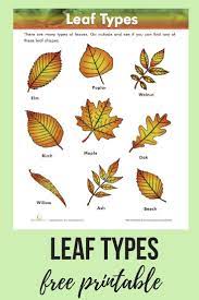 Leaf Types Worksheet Education Com Science Printables Leaf Identification Earth Science Projects