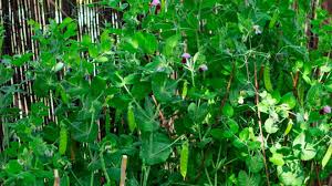 Zuckerschoten Das Ideale Gemuse Fur Garten Neulinge Urwald In Dosen