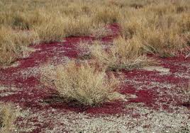 Image result for Zygophyllum leucocladum