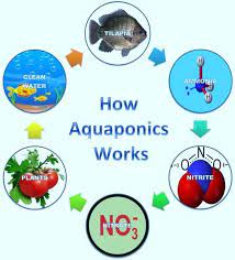 Mechanism Of Aquaponic Cycle A Dimitrijevic 2013 B Larry 2013 Download Scientific Diagram
