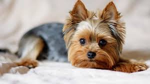 Image result for yorkshire haircut