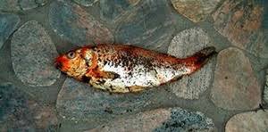 We did not find results for: Mimpi Tentang Ikan Hidup Dan Mati Ikan Mati Hidup