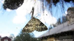 Image result for Entephria polata