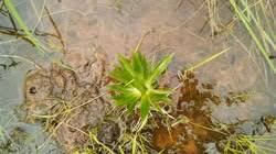 Image result for Blyxa hexandra