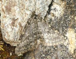 Image result for Entephria byssata