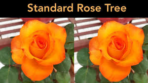 Rose trees (rose standards) are the result of grafting and training rose bushes to grow from a central cane. Standard Rose Tree Rose Plant Care Shorts Youtube