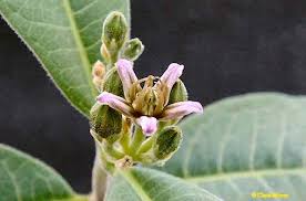 Image result for Raphionacme madiensis