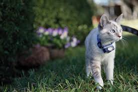 Katzen Serie Teil 5 Warum Es So Sinnvoll Ist Den Garten Katzensicher Zu Gestalten Niederosterreich