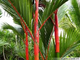 Graines de palmier en tout genre chez. Palmier A Tronc Rouge Cyrtostachys Renda Planter Cultiver Multiplier