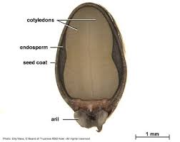 Image result for Ophrestia