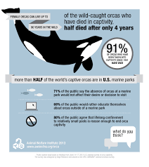 Infographic For Orcas In Captivity Animal Welfare Institute Orcas In Captivity Orca Sea World