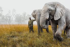 We did not find results for: Wildlife Rescue Program Ifaw