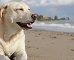 We did not find results for: Jakartapetfoods Dog Cat Food Naturally From The Netherlands