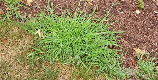 How do i kill weeds in my lawn? Need Help Killing Crabgrass Follow These Steps To Kill This Weed