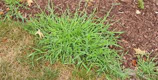 Begin watering your grass normally after at least 24 hours and be patient. Need Help Killing Crabgrass Follow These Steps To Kill This Weed