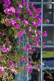 The decorative trellis arch will be perfect for the garden. Gardening 101 Bougainvillea Gardenista