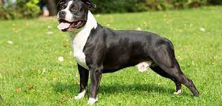 They're large, but that doesn't keep an amstaff from trying to climb into your lap. American Staffordshire Terrier Wie Man Ihn Am Besten In Die Familie Holt