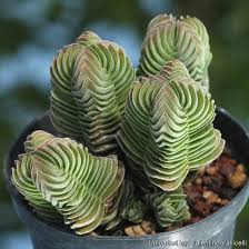 Image result for Crassula schimperi