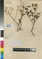 Image result for Dialium schlechteri