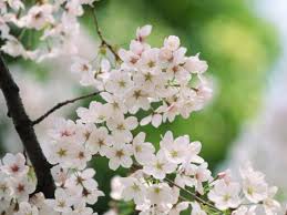 .blossom trees, but the yoshino cherry tree is the most common type you'll find in washington 18. Late Frost Happens How To Help Your Plants Hgtv S Decorating Design Blog Hgtv