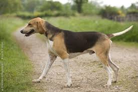 C'est avant tout un chien de chasse infatigable. Anglo Francais De Petite Venerie Dogs Hunting Grand Basset Griffon Vendeen Griffon Nivernais Bleu De Gascogne