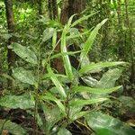 Image result for Lomariopsis guineensis