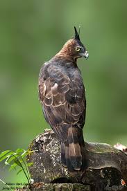 Birds Of Prey Wikipedia Indonesia Wallace S Hawk Eagle Photo Pet Birds Birds Of Prey Hawk Eagle