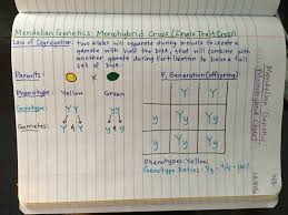 Learn vocabulary, terms, and more with flashcards, games, and other study tools. Genetics Unit Edpuzzle Videos Amoeba Sisters Foil Method Gif Mendelian Genetics Dihybrid Cross Mendelian Biology Notes Study Biology Biology