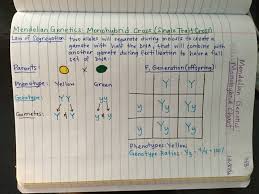 Cdc disease detective lieutenant joshua wong of the u.s. Genetics Unit Edpuzzle Videos Amoeba Sisters Foil Method Gif Mendelian Genetics Dihybrid Cross Mendelian Biology Notes Study Biology Biology