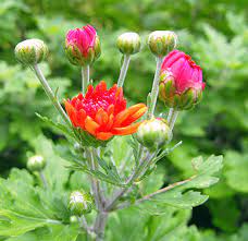 Chrysanthemum Bud Fresh Flowers Chrysanthemum Chrysanthemum Flower Dried Flowers