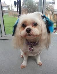 Adoptable baby dog looking for a new home