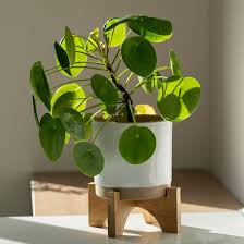 Image result for Pilea
