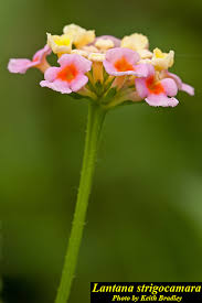 Image result for Lantana tiliifolia
