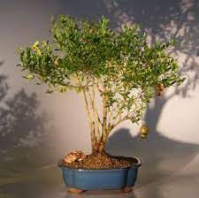 The botanical name for the pomegranate is punica granatum and is a fruit producing deciduous small tree or shrub that can grow between 15 to 30 feet. Flowering Fruiting Dwarf Pomegranate Bonsai Tree Large Punica Granatum