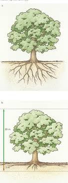 Pdf The Influence Of Soils And Species On Tree Root Depth Semantic Scholar
