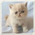 Exotic Shorthair For Sale - Hoobly Classifieds