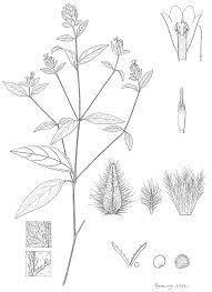 Image result for Thomandersia hensii