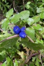 Image result for Pentanisia