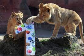Happy Birthday Barbary Lion Cubs Joco Right And Zari Left Play With Their Birthday Present At The Zoo In Hanover G Animals Animal Tracks Animal Planet