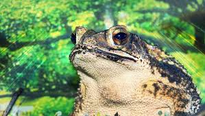 Image result for toad gods