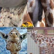 Hang nadim, laq & kadok lirik : April The Giraffe Is Expected To Give Birth Again Any Day Now