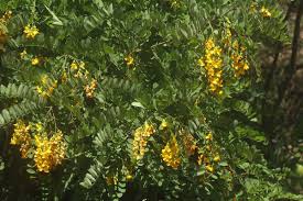 Image result for Bobgunnia madagascariensis