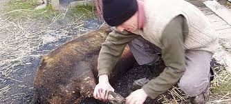 Iar chiar inainte de craciun se pun la fiert raciturile din carne de porc si se. Obiceiuri De Craciun Craciunul Si Taierea Porcului