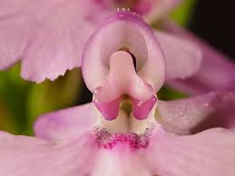 Image result for Cynorkis clarae