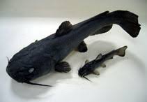 Image result for Agelanthus sp. aff. A. brunneus