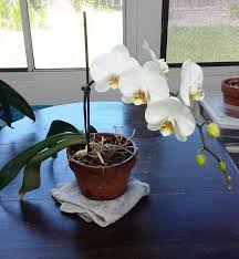How To Revive An Orchid Plant 9 Steps With Pictures Orchid Plants Growing Orchids Orchid Roots