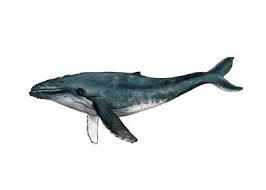 Michael packard, 56, was diving off provincetown when 'all of a sudden i since a humpback's esophagus wont accept anything larger than a melon, the whale would probably. Humpback Whale Poster By Beth Goodwin Displate